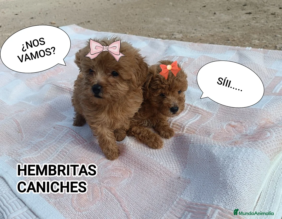 Caniche Toy perros en venta: CANICHES HEMBRITAS TOY ROJAS - Anuncio 1