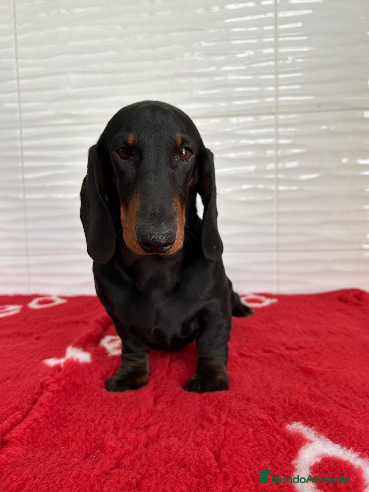 Teckel perros CACHORRITO DE TECKEL STANDARD N/F - Anuncio 2