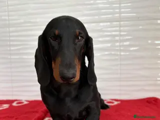 Teckel perros CACHORRITO DE TECKEL STANDARD N/F - Anuncio 2