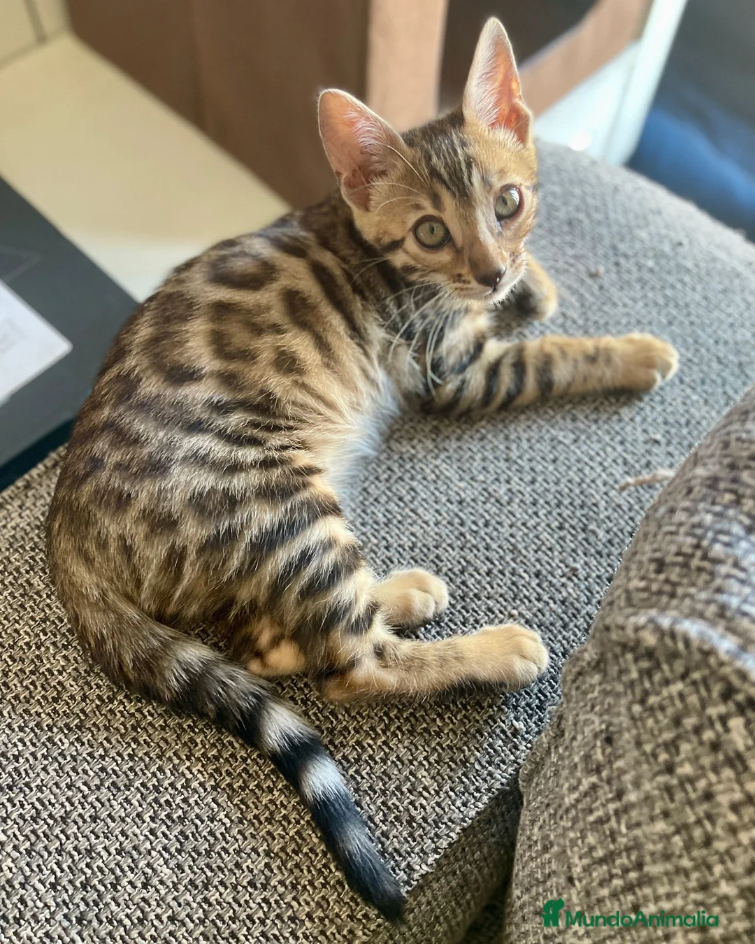 Bengalí gatos en venta: Gata Bengalí - Anuncio 2
