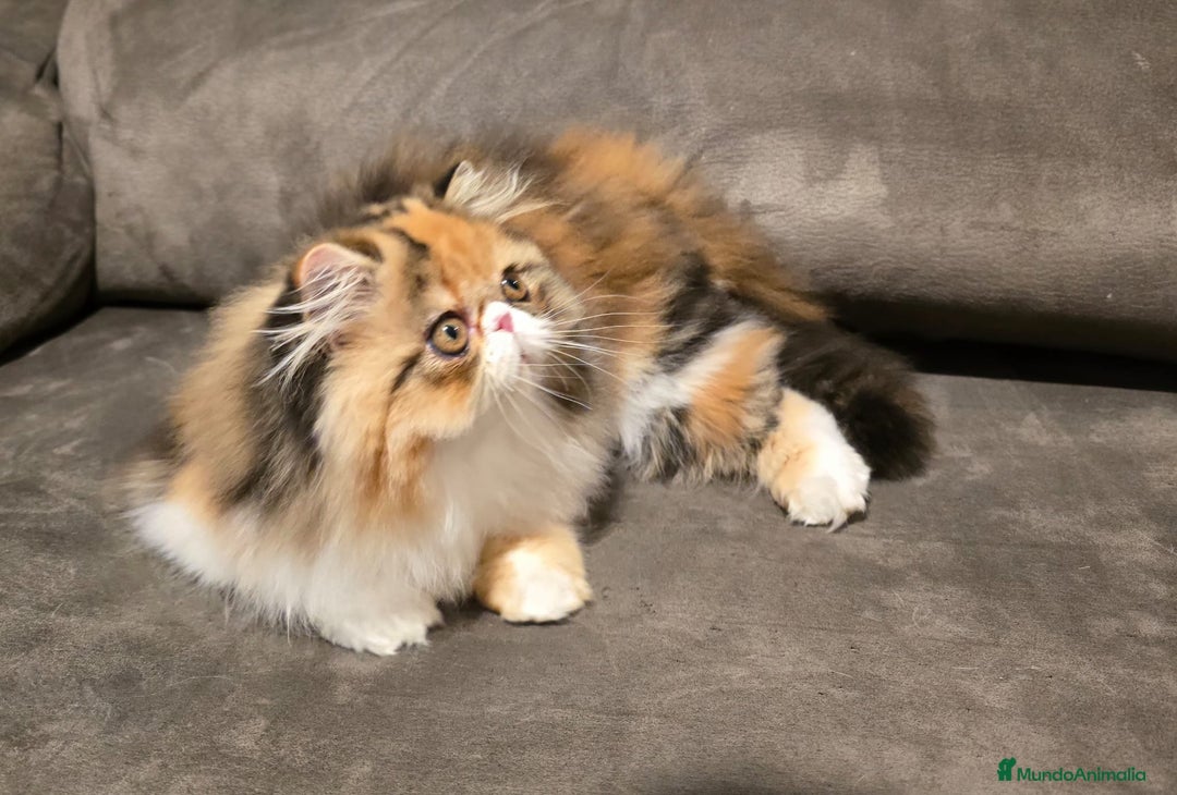 Ragdoll gatos en venta: Persa Pura Calico - Imagen 3