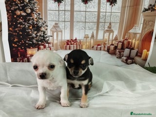 Chihuahua perros CHIHUAHUAS toy cabeza de manzana - Anuncio 27