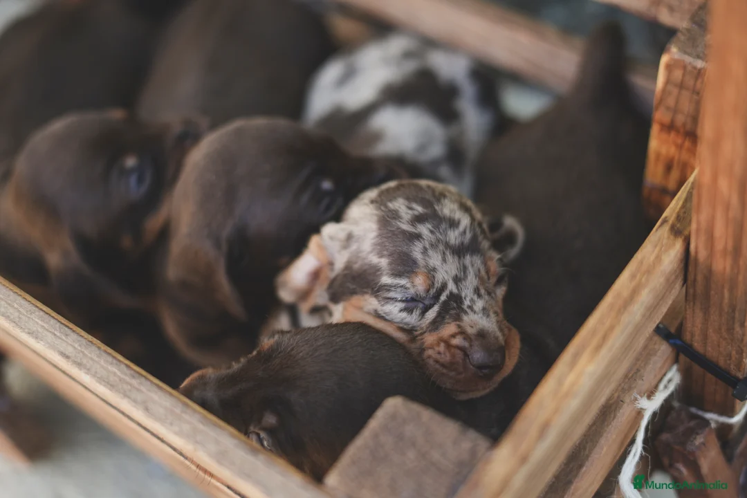 Teckel Miniatura perros en venta: Cachorro de Teckel Miniatura  en Barcelona - Anuncio 3