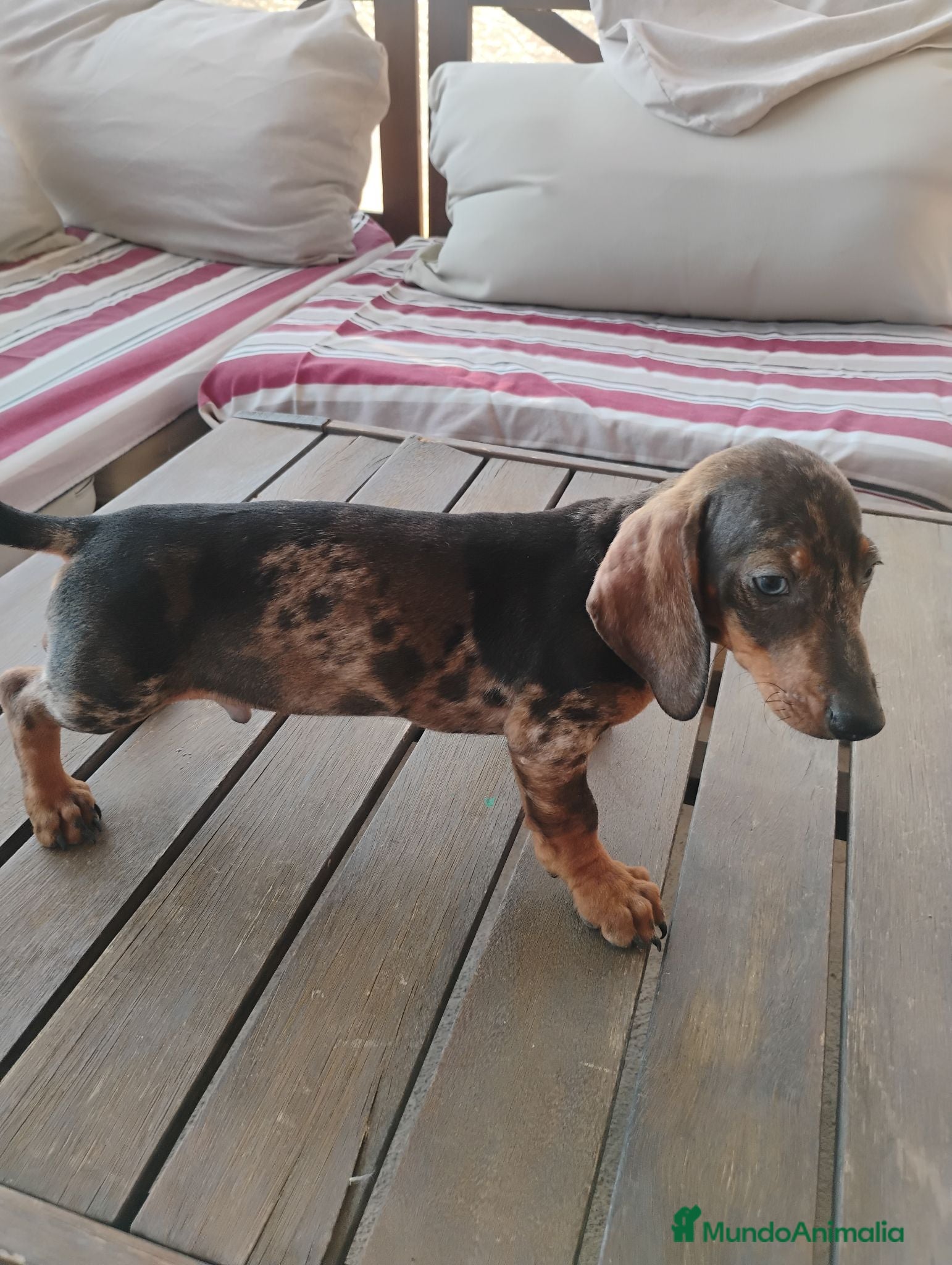 Teckel Miniatura perros Cachorro macho teckel arlequín  - Anuncio 1