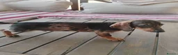 Teckel Miniatura perros en venta: Cachorro macho teckel arlequín  - Anuncio 1