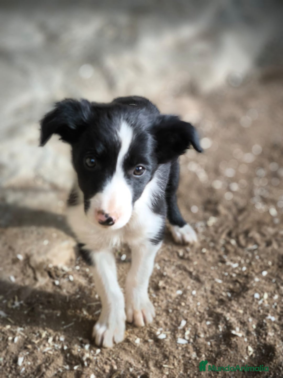 Border Collie perros en venta: Cachorros border collie 2 meses  - Anuncio 6