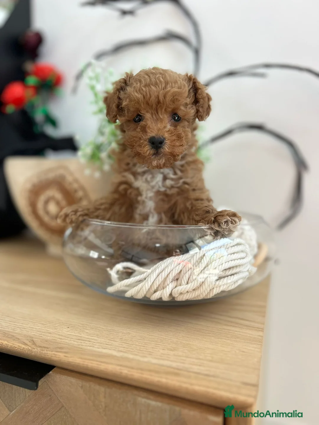 Maltipoo perros en venta: Maltipoo mini  - Anuncio 1