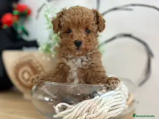 Maltipoo perros Maltipoo mini - Anuncio 4