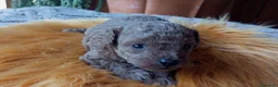 Caniche Toy perros en venta: Preciso caniche macho toy - Anuncio 2