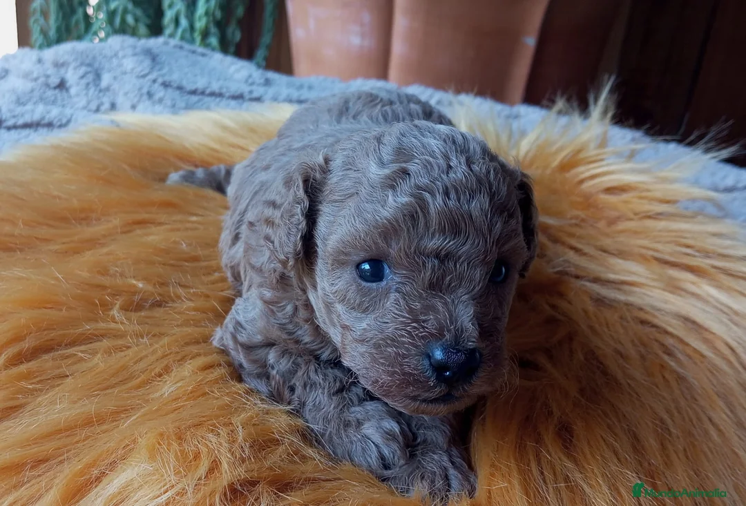 Caniche Toy perros en venta: Preciso caniche macho toy - Anuncio 2