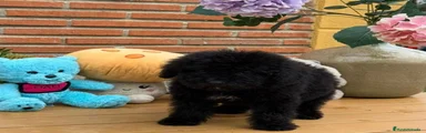 Perro de Agua Español 1