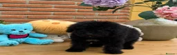 Perro de Agua Español perros en venta: Excelente camada perro de aguas  - Anuncio 3
