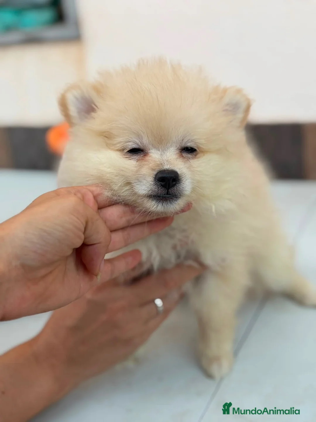 Pomerania perros en venta: Pomeranias disponibles🐶 - Anuncio 16