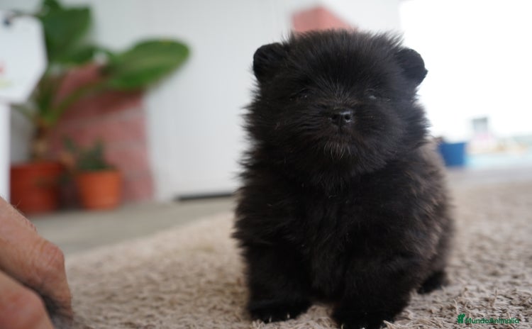 Pomerania perros - Anuncio 3