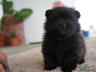 Pomerania perros - Anuncio 18