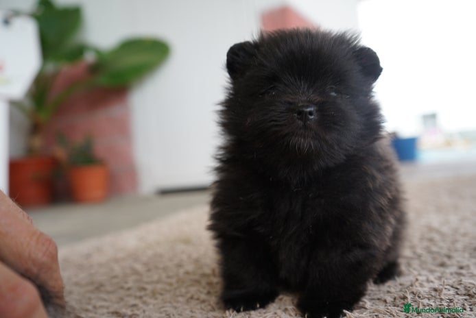 Pomerania perros - Anuncio 2