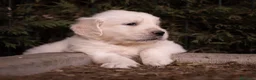 Golden Retriever perros en venta: Camada Golden Retriever  - Anuncio 8