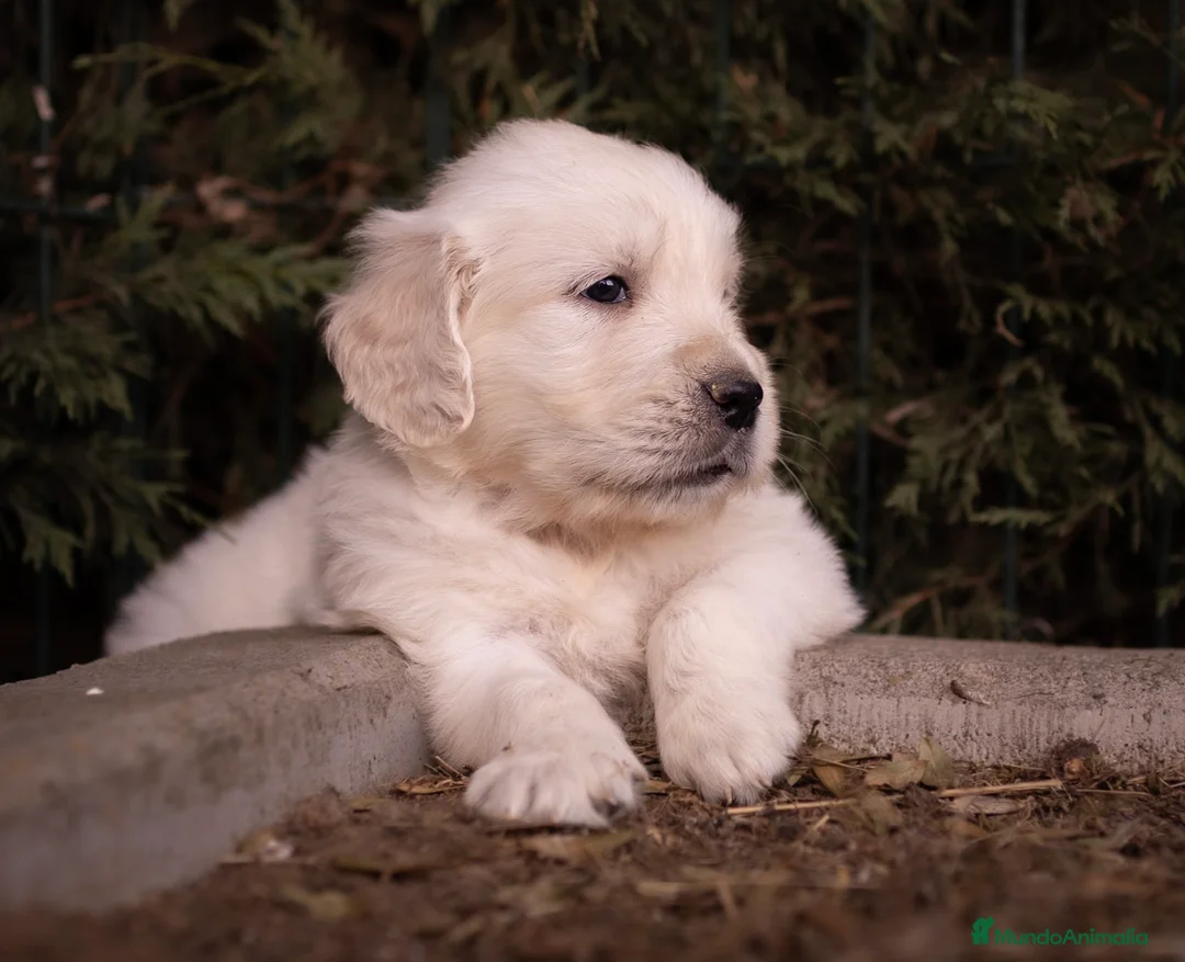 Golden Retriever perros en venta: Camada Golden Retriever  - Anuncio 8