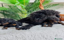 Caniche Toy perros en venta: CANICHE TOY HEMBRA - Imagen 7