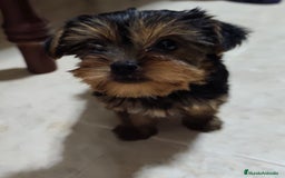 Yorkshire Terrier perros en venta: Yorkshire terrier hembra - Imagen 3
