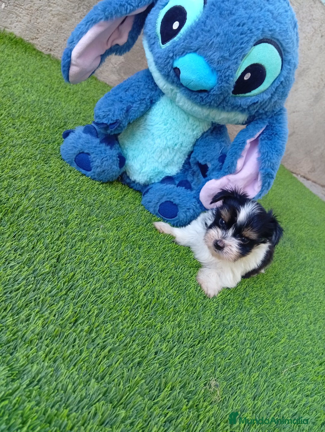 Biewer Yorkshire Terrier a la Pom Pon perros en venta: OPORTUNIDAD DE VERANO  - Imagen 1