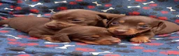 Teckel Miniatura perros en venta: TECKEL MINIATURA - MADRID   - Anuncio 1