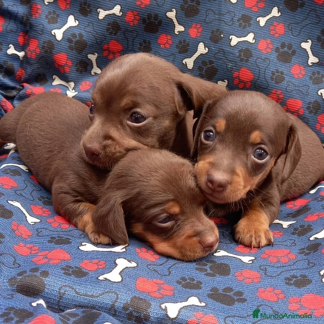 Teckel Miniatura perros en venta: TECKEL MINIATURA - MADRID   - Anuncio 1
