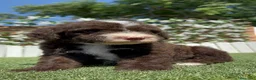 Perro de Agua Español perros en venta: PERRO DE AGUA ESPAÑOL - Anuncio 8