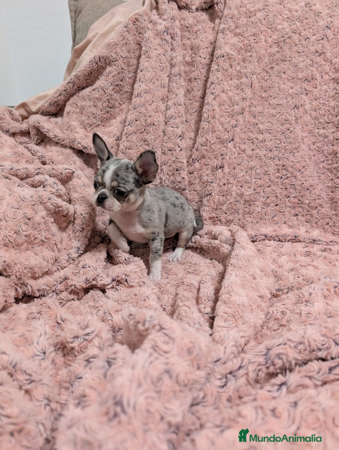 Chihuahua perros en venta: Chihuahua calidad show  - Anuncio 5