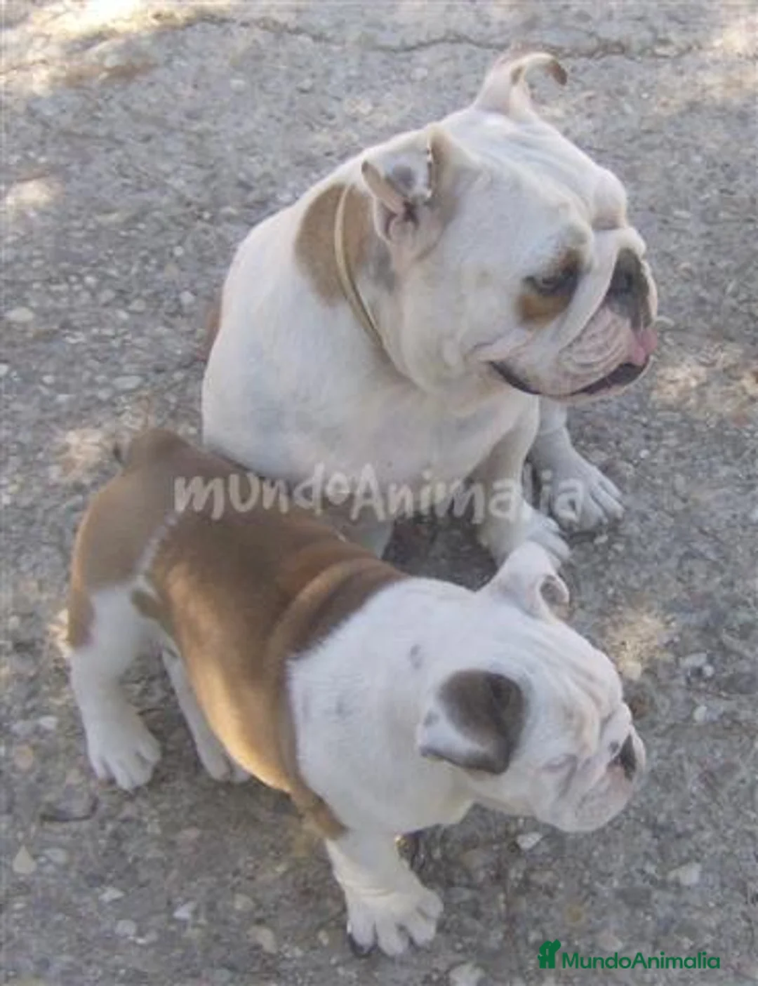 Imagen de galería {{count}}