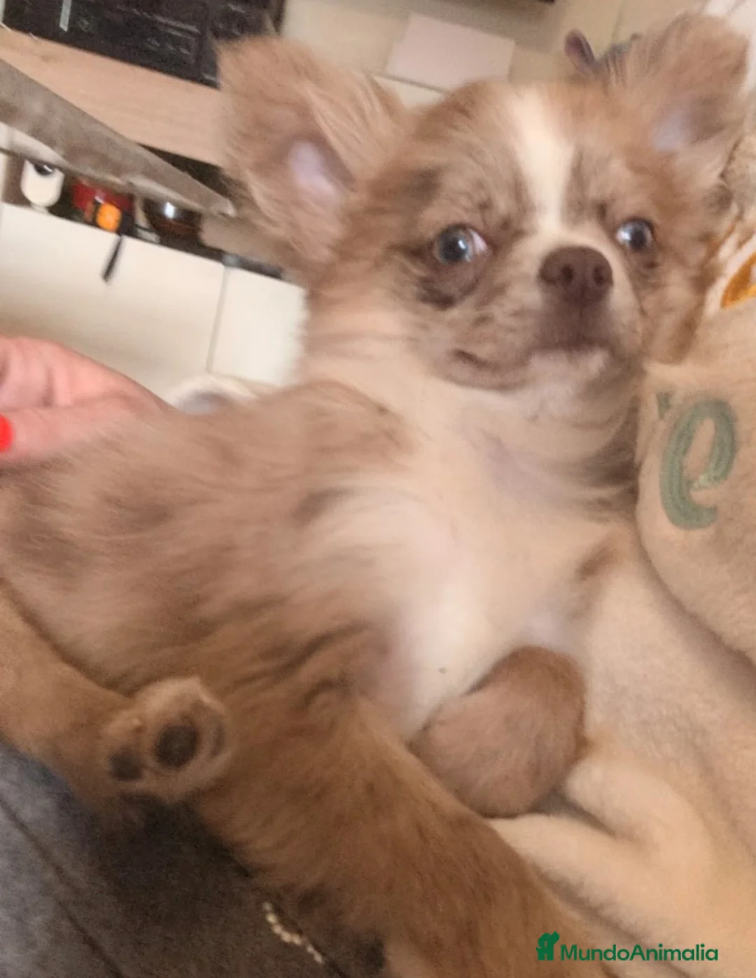 Chihuahua perros en venta: Chihuhua macho - Anuncio 2