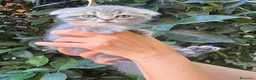 Scottish Fold gatos en venta: Gatcot.com - Anuncio 6