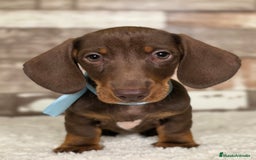 Teckel perros en venta: TECKEL MINIATURA Y KANINCHEN  - Imagen 7