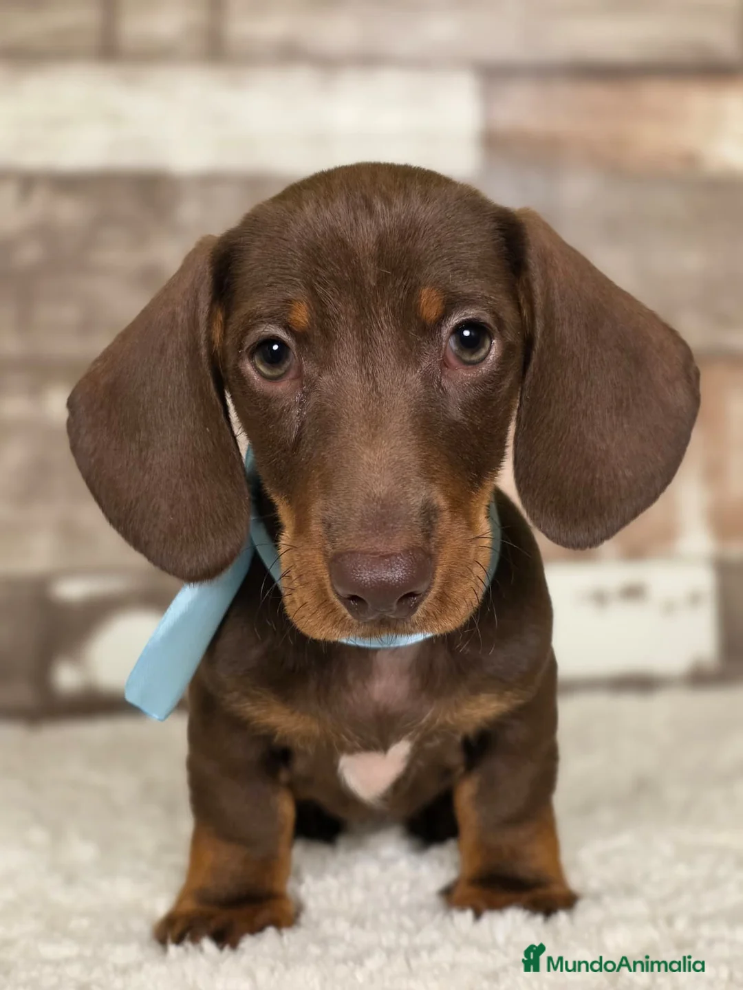 Teckel perros en venta: TECKEL MINIATURA Y KANINCHEN  - Anuncio 7