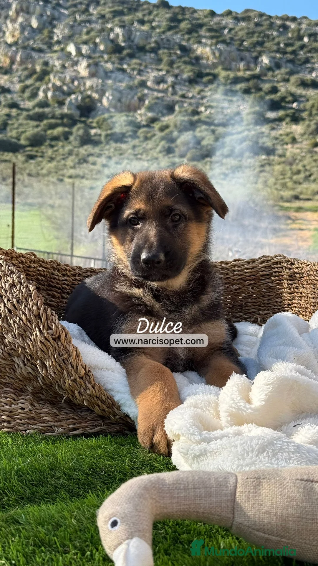 Pastor Alemán perros en venta: PASTOR ALEMAN HEMBRA - Anuncio 6