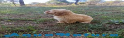 Havapoo perros en venta: Havapoo Macho de Leo y Can 1877 - Anuncio 2
