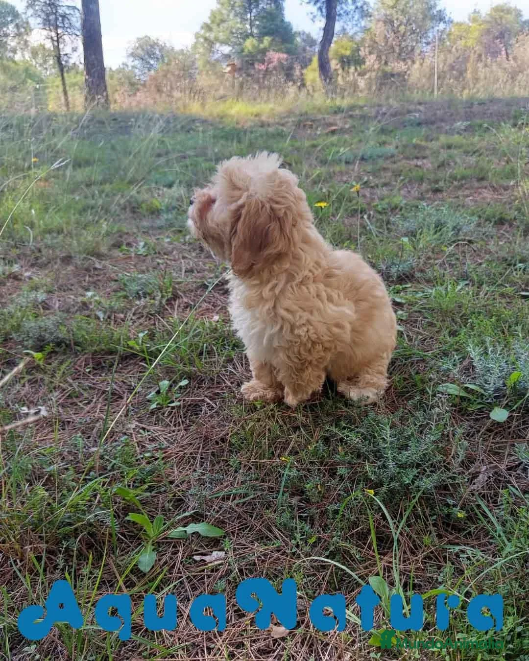 Havapoo perros en venta: Havapoo Macho de Leo y Can 1877 - Anuncio 2