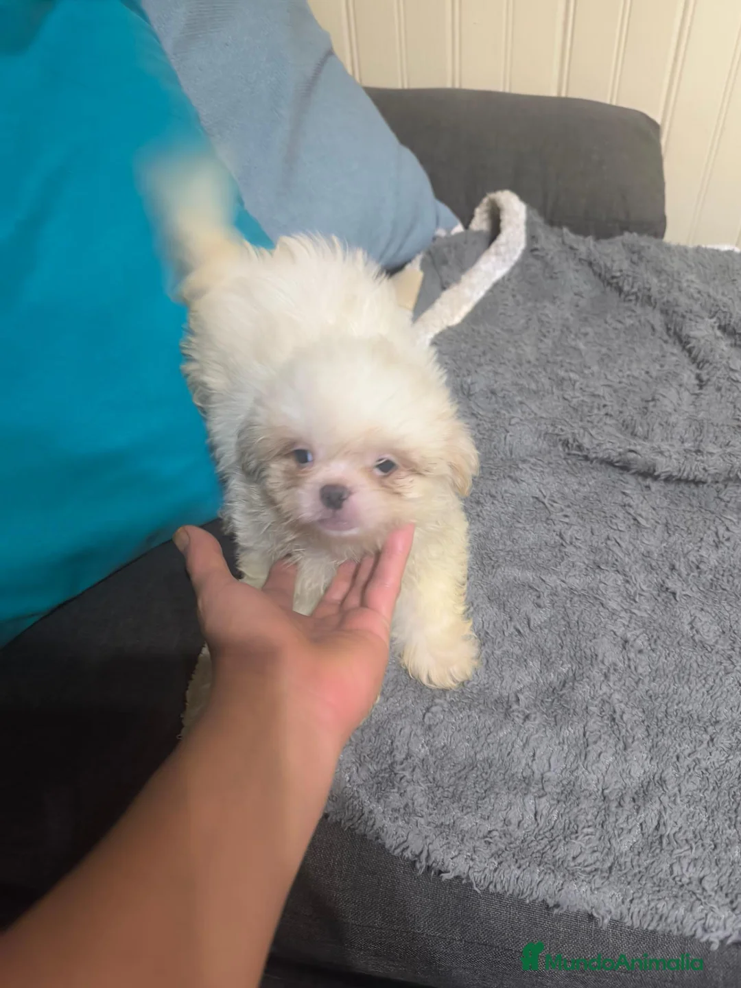 Shih Tzu perros en venta: Shih tzu en Curtis la Coruña  - Anuncio 2