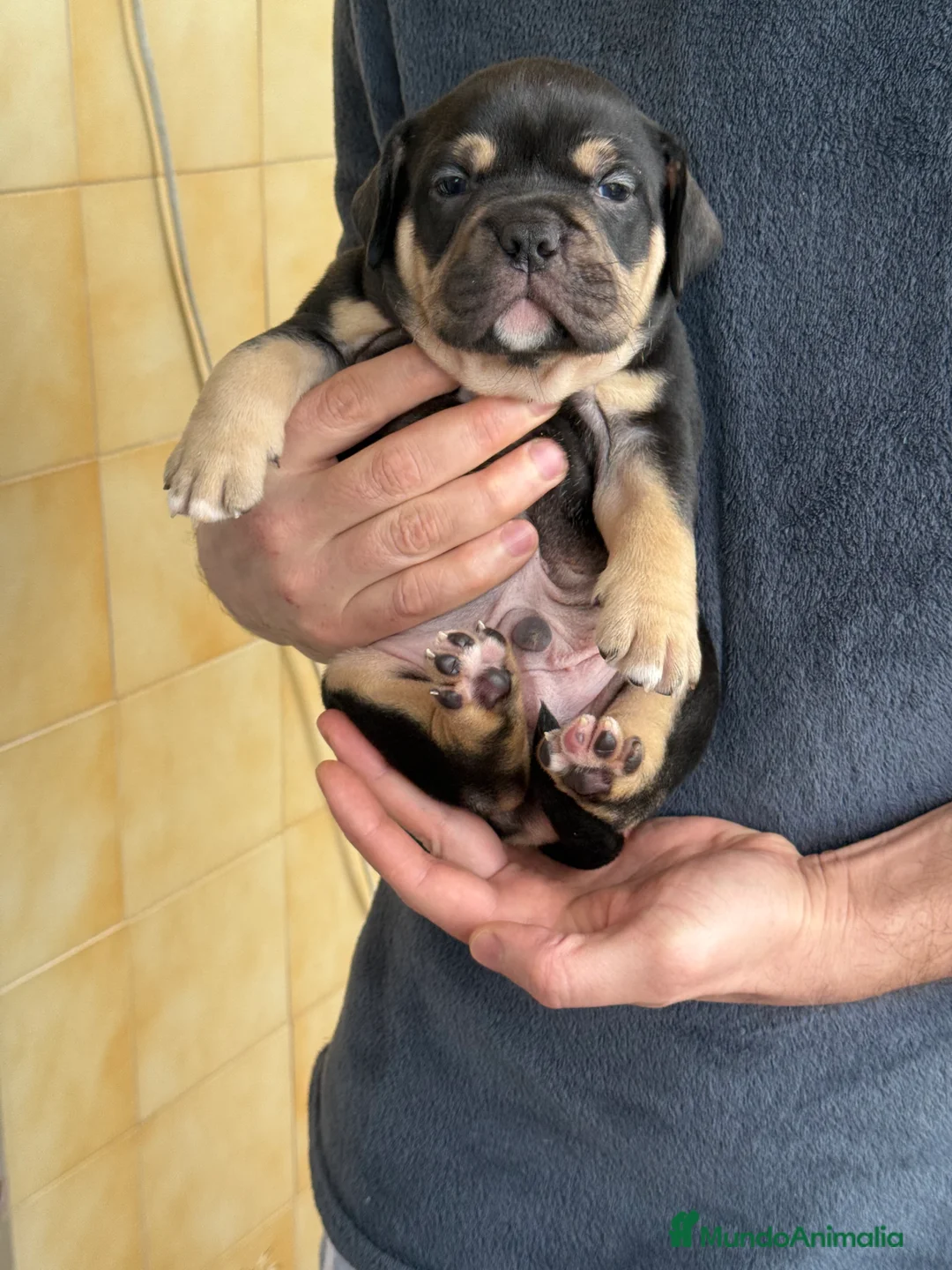 American Bully perros en venta: American Bully  - Anuncio 4