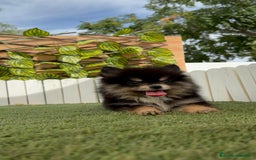 Pomerania perros en venta: POMERANIA HEMBRA - Imagen 10