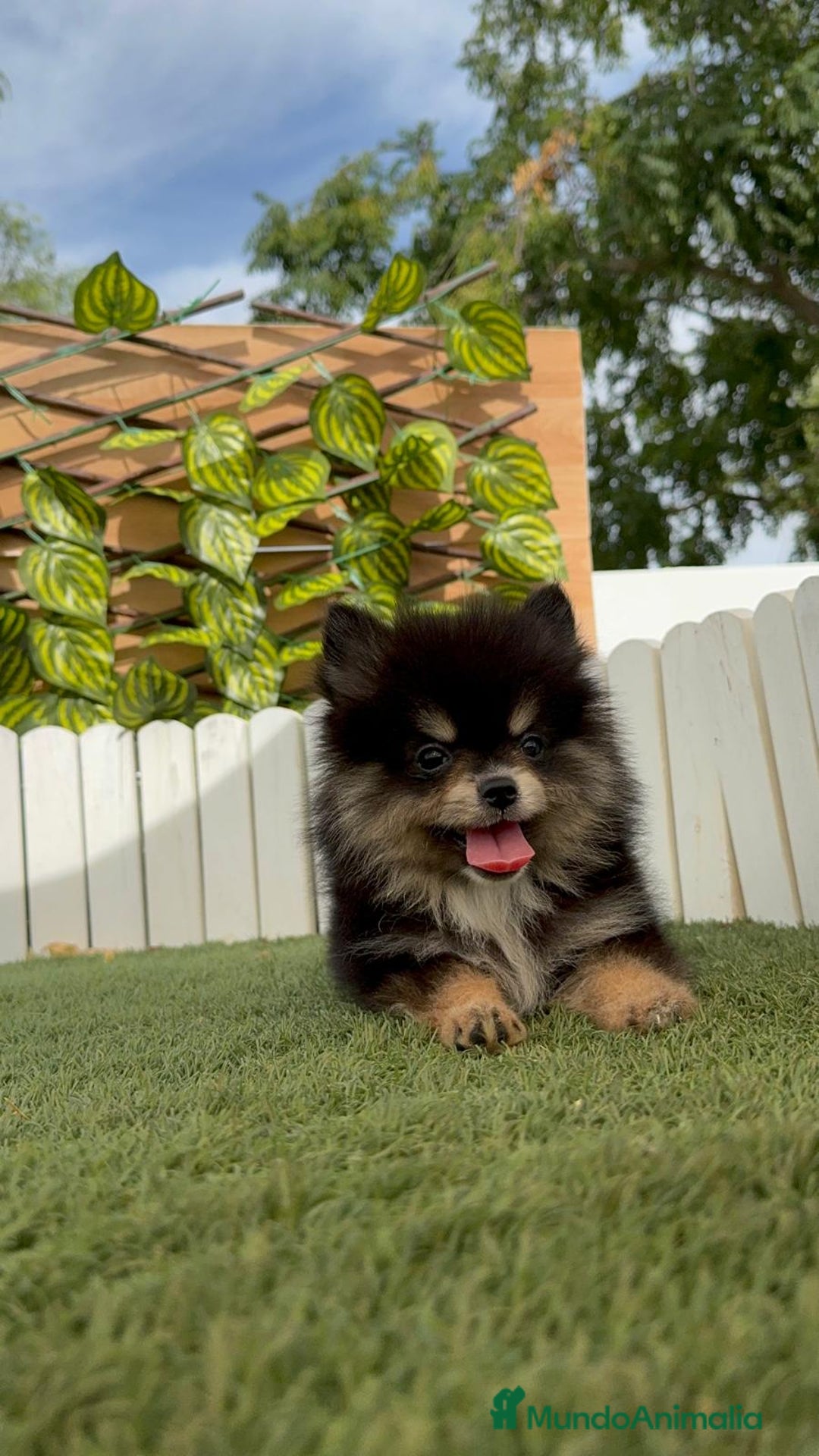 Pomerania perros en venta: POMERANIA HEMBRA - Imagen 10