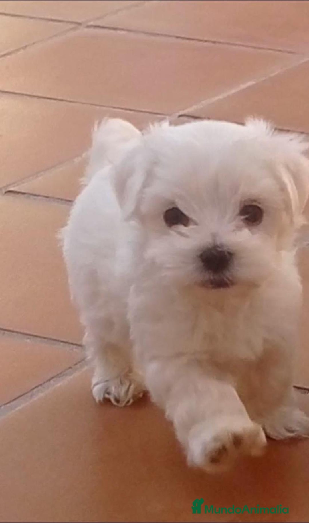 Bichón Maltés perros en venta: Bichón maltes - Anuncio 3