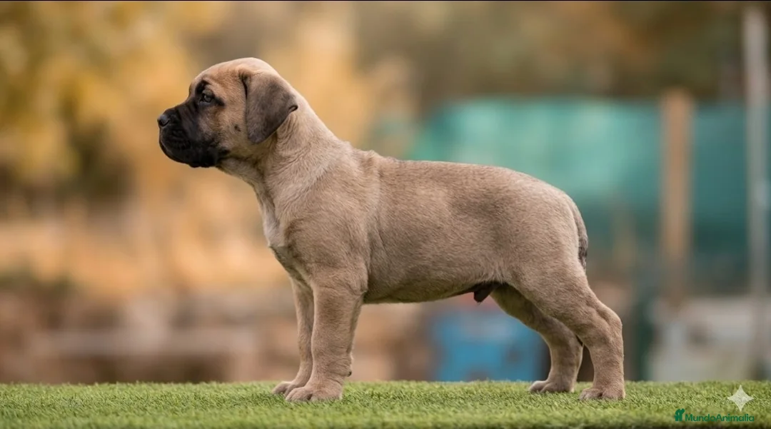 Presa Canario perros en venta: Presas canario - Anuncio 7