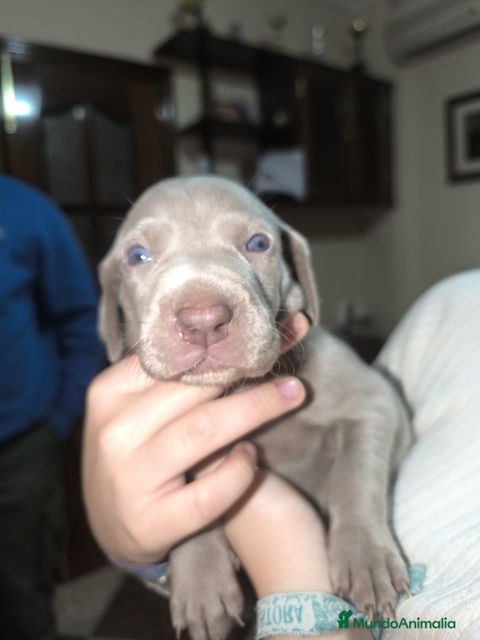 Weimaraner perros Hembra braco de Weimar  - Anuncio 1