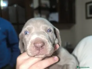 Weimaraner perros Hembra braco de Weimar - Anuncio 1