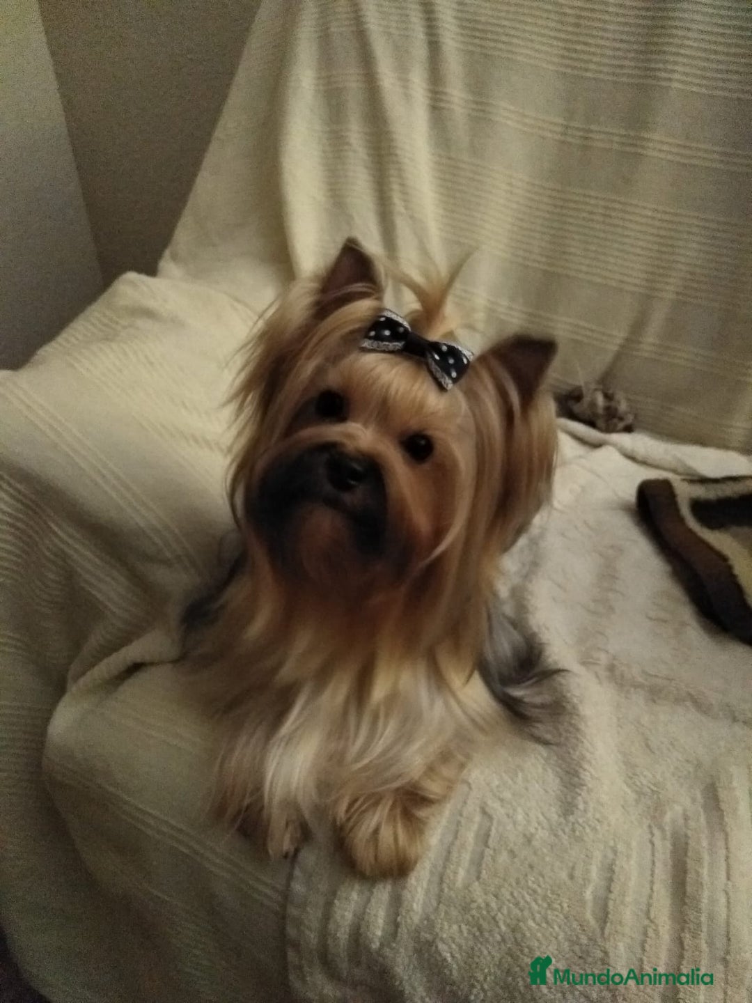 Yorkshire Terrier perros en venta: Última hembra de Yorkshire terrier toy!! - Anuncio 4