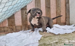 American Bully perros en venta: American Bully Pocket - Imagen 7