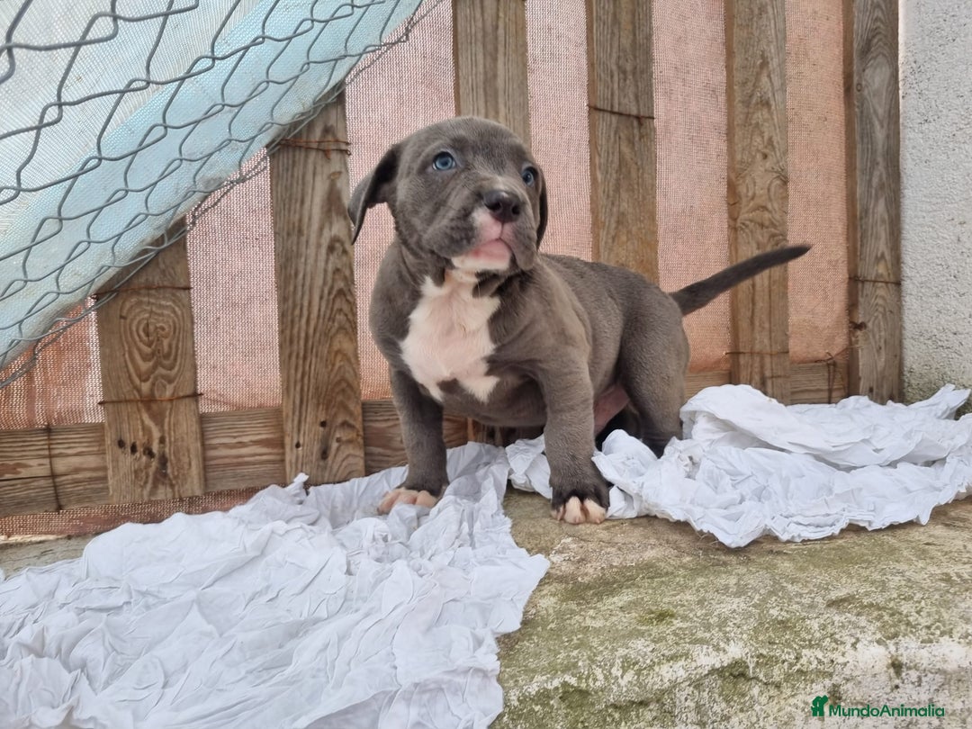 American Bully perros en venta: American Bully Pocket - Imagen 7