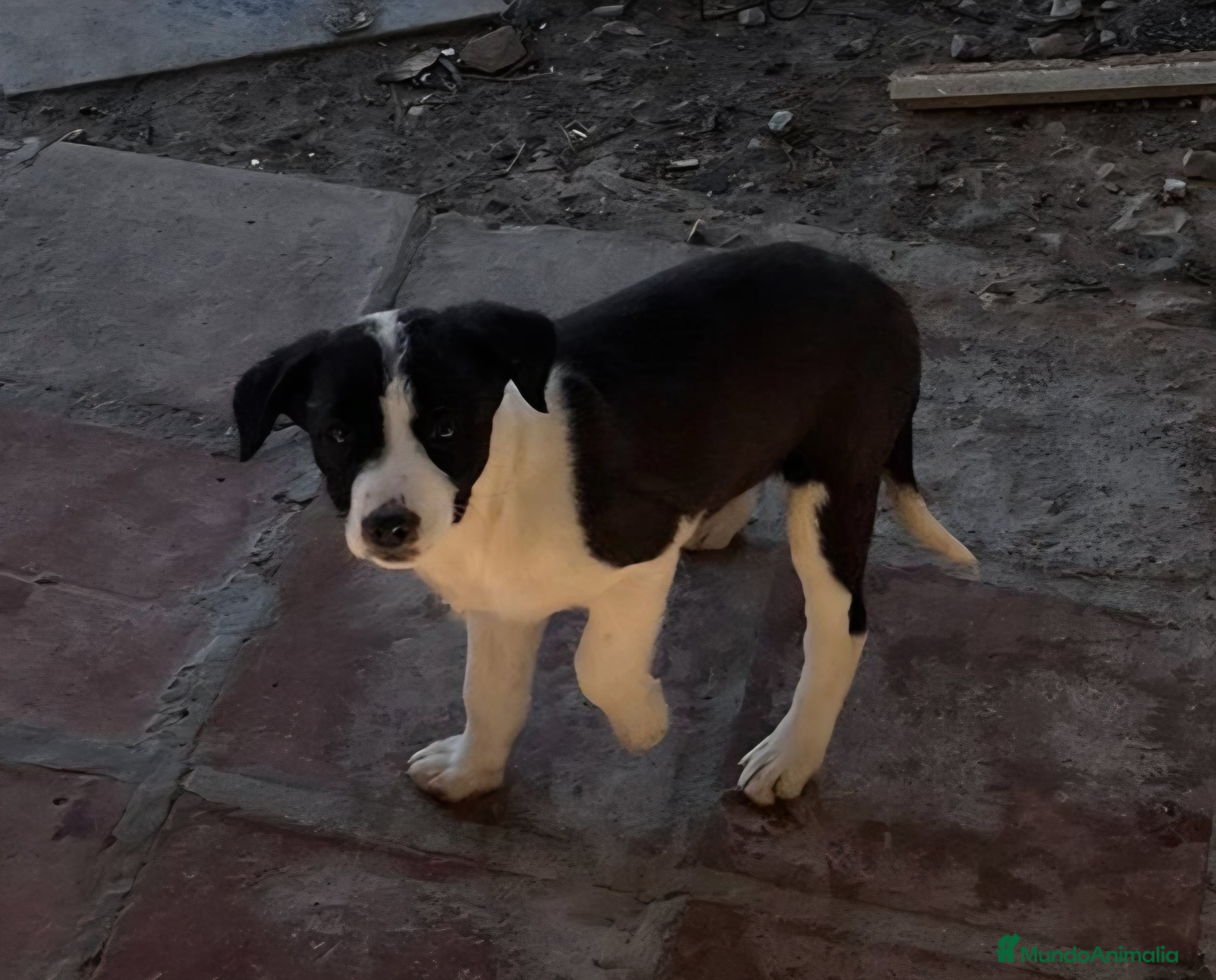 Border Collie perros Preciosos border collie  - Anuncio 2