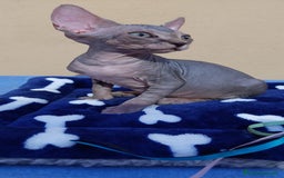Sphynx gatos en venta: machito tabby  - Imagen 5